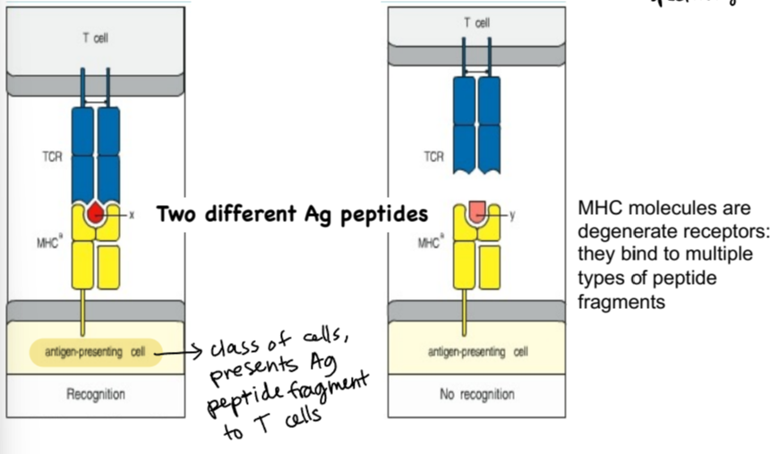 <p>MHC receptor on antigen-presenting cell is holding Ag peptide in peptide binding groove, and TcR on T cell binds to Ag peptide fragment</p>