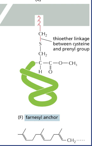 <p>Farnesyl is a tri-prenyl group as a 15-carbon unsaturated hydrocarbon chain</p>