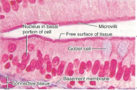 know goblet cells