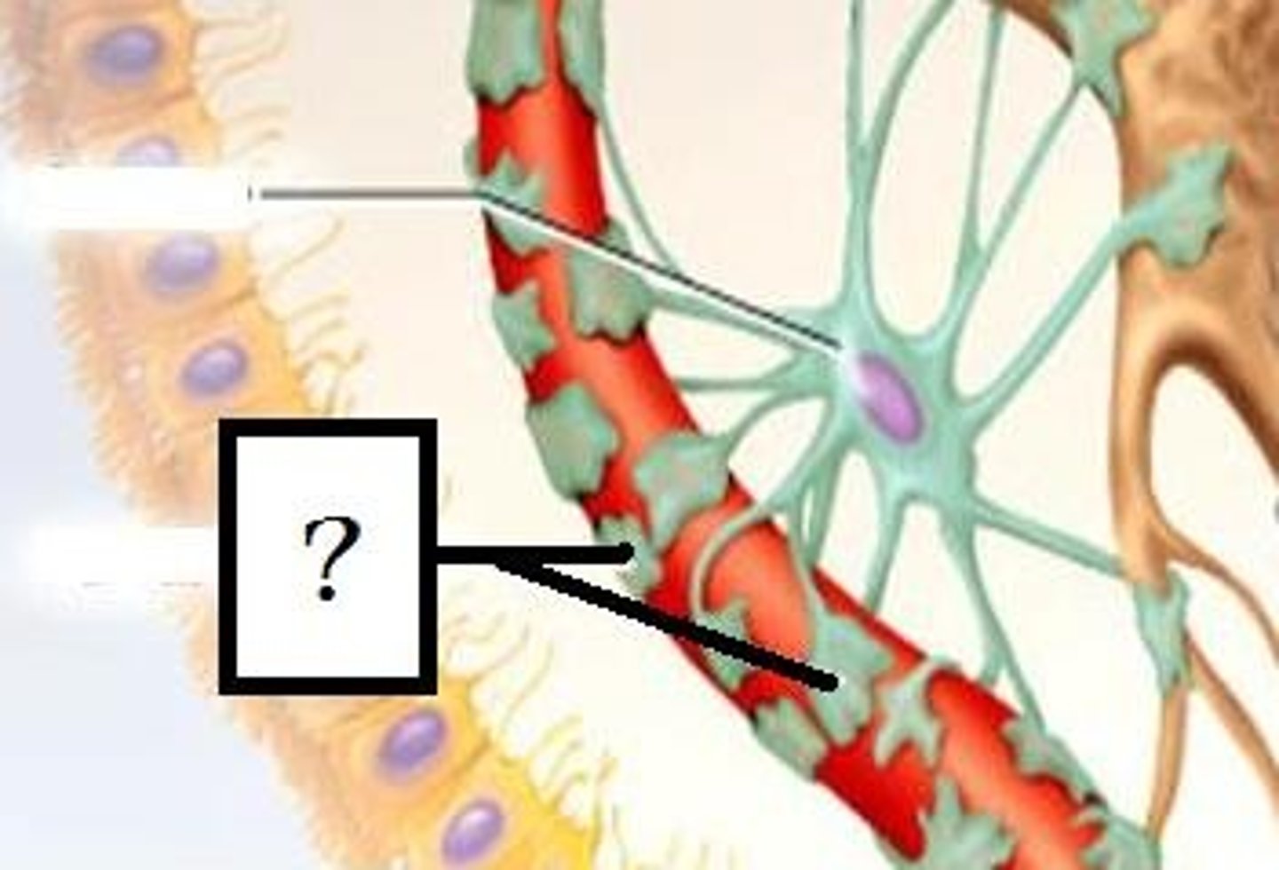 <p>-Extensions of astrocytes</p>