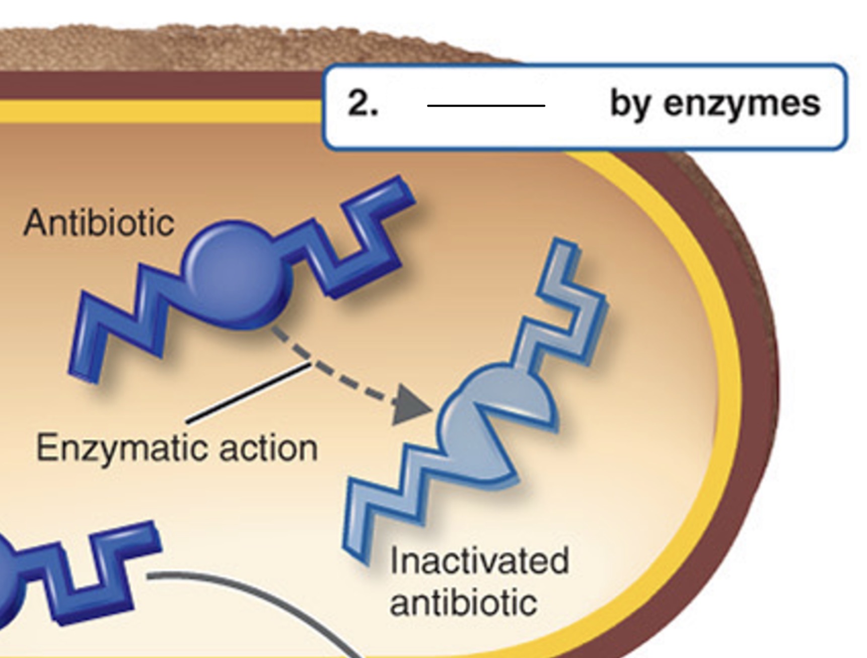 <p>What mechanism of antibiotic resistance is this?</p>