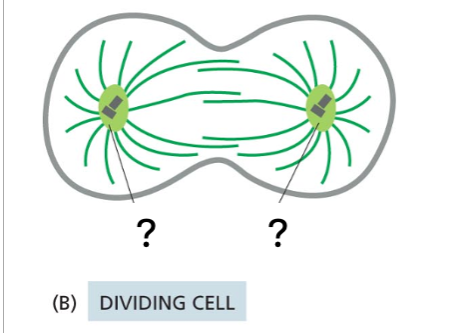 <p><span>What is the name for the structures holding microtubules indicated by '?' in the figure below?</span></p>