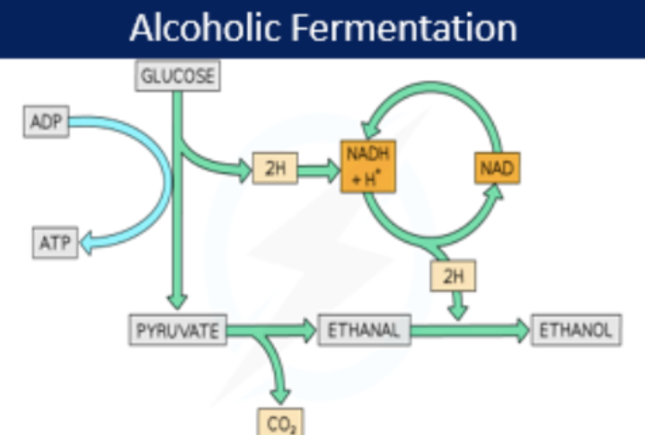 <p>C6H12O6 → 2 pyruvate → 2 Ethanol + 2CO2  (net 2 ATP)</p><ul><li><p>in yeast (eukaryotic cell) and some bacteria (prokaryotic cell)</p></li><li><p>cytoplasm</p></li></ul><p></p>