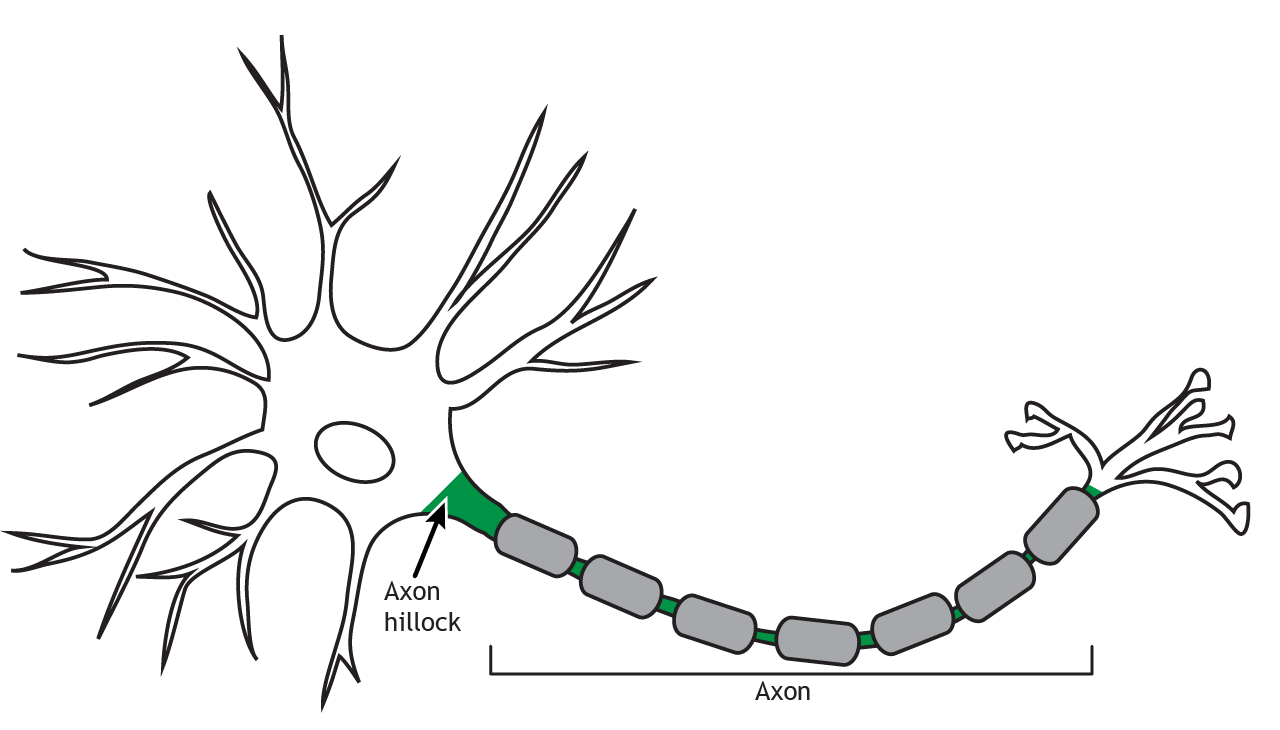 <p>begins at the axon hillock, traveling along the axon to axon terminals</p>