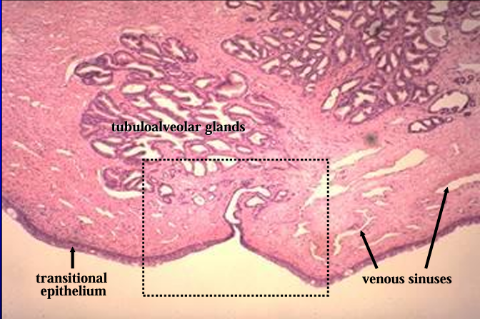 <p>Canine prostatic urethra.</p><p>The prostatic urethra is <strong>lined by a transitional epithelium.</strong></p><p>The lamina propria contains erectile tissue (represented by the venous sinuses which are empty and collapsed in this section) and tubuloalveolar glands.</p>