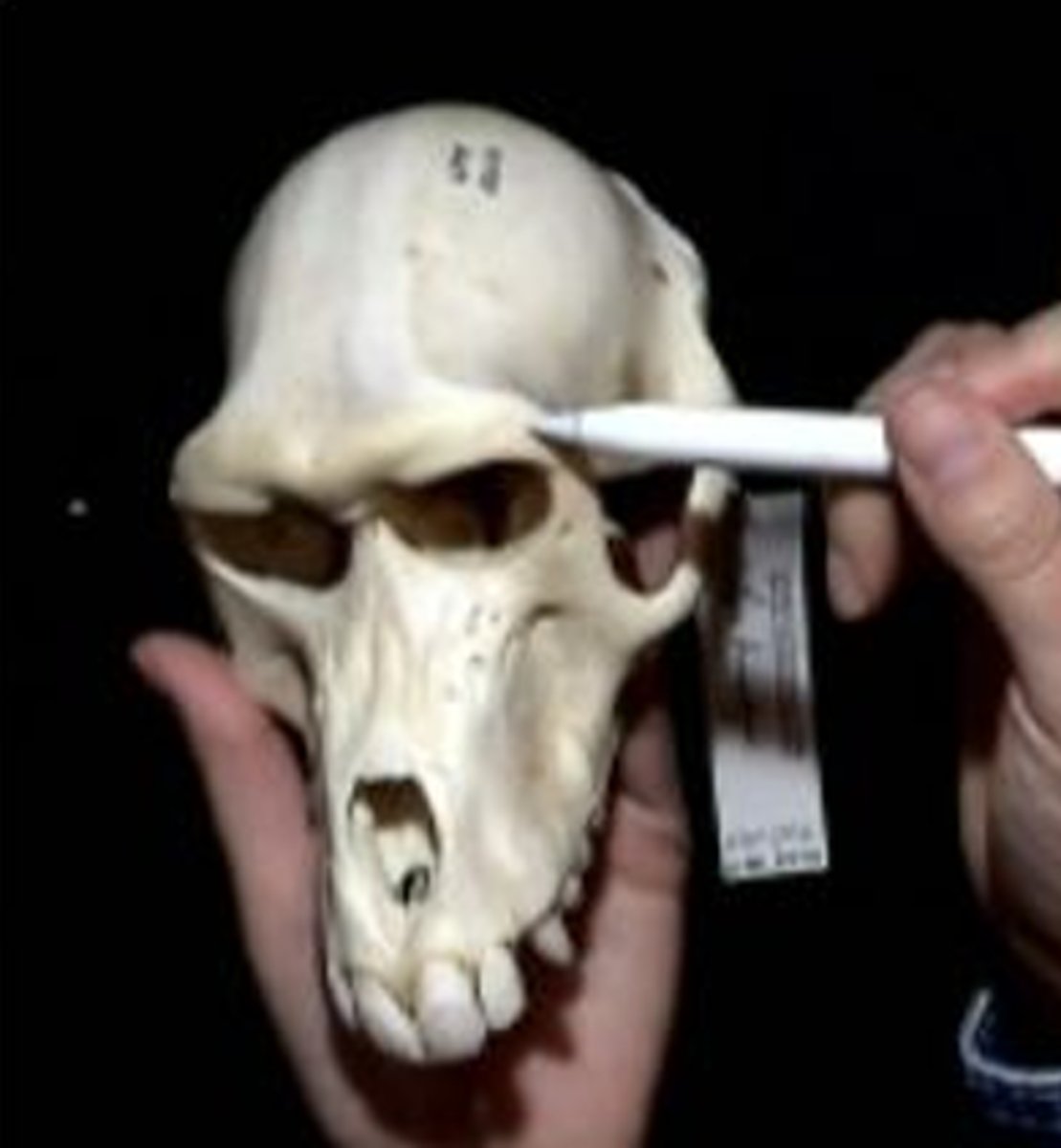 <p>a bony ring encircling the lateral side of the eye but not forming a complete cup around the eye globe</p>