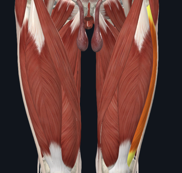 term image