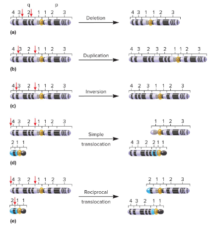 <p>The repetition of a chromosomal segment compared to a normal chromosome.</p>
