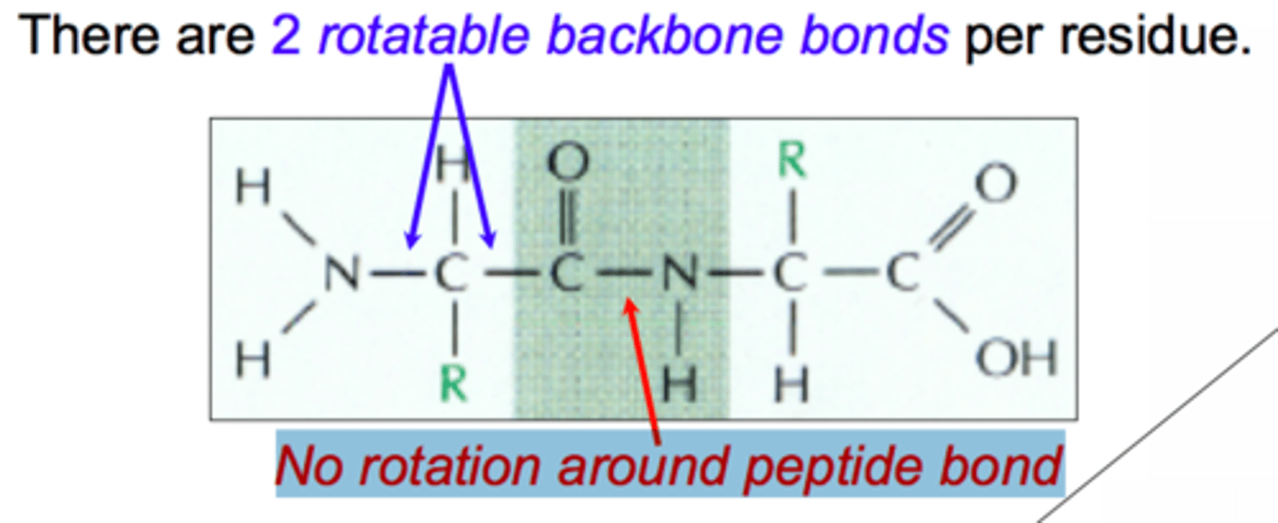 <p>- Covalent bond that joins two amino acids</p><p>- Dehydration synthesis: release of a water molecule</p><p>- Partial double bond character: shorter than a single bond.</p><p>- Rigid and planar: rotation around the bond is restricted. Rotation around the partial bond in the -CONH configuration is restricted, but rotation can occur with all other bonds. Thus rotation is restricted only in the peptide bond region.</p><p>- The bond is in trans configuration: The molecules attached are in different planes -- C=O is below the plane and N-H is above. The advantage of having trans configuration is the adjacent side chains in the bonded amino acids will have less steric hindrances.</p><p>- The peptide bond is uncharged. The side chains in the bonded amino acids may be charged: some may be basic/positively-charged -- Knights Riding Horses (KRH) refers to lysine, arginine, histidine. Some may be negatively charged -- Dragons Eat (DE) refers to aspartic acid and glutamic acid.</p>
