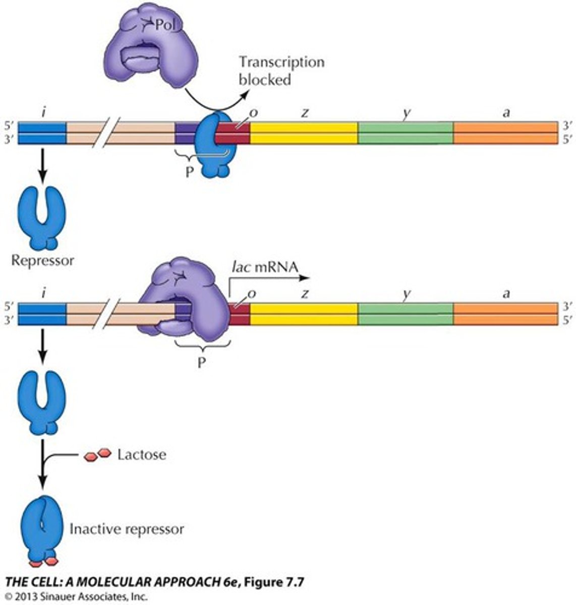 <p>DNA + protein = transcription is decreased</p>