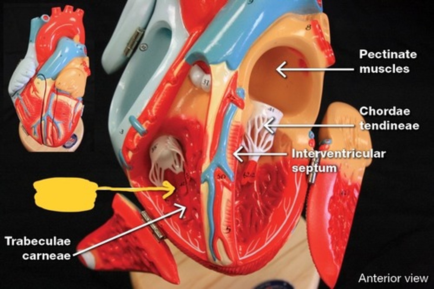 knowt flashcard image