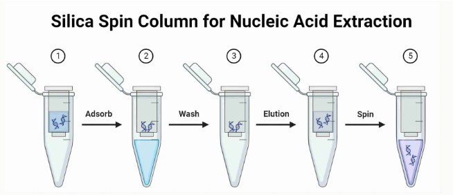 <ul><li><p>DNA binds to silica (solid) in aqueous buffers w high salt concentrations (PREFERRED method)</p></li><li><p>Procedure (what we did in lab)</p><ul><li><p>Lyse cells in high salt buffer</p></li><li><p>Add silica beads OR pass lysate through a column with silica filter (DNA will stick to silica)</p></li><li><p>Wash off impurities with high salt buffer</p></li><li><p>Wash with alcohol to remove salt</p></li><li><p>Elute DNA (remove from solid) with low ionic strength aqueous solution</p></li></ul></li></ul><p></p>