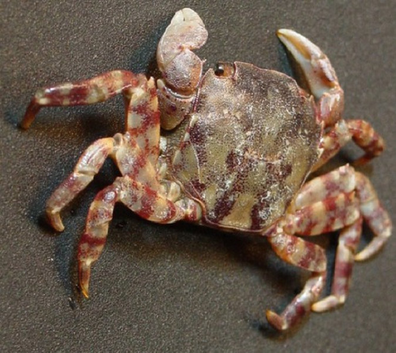 knowt flashcard image