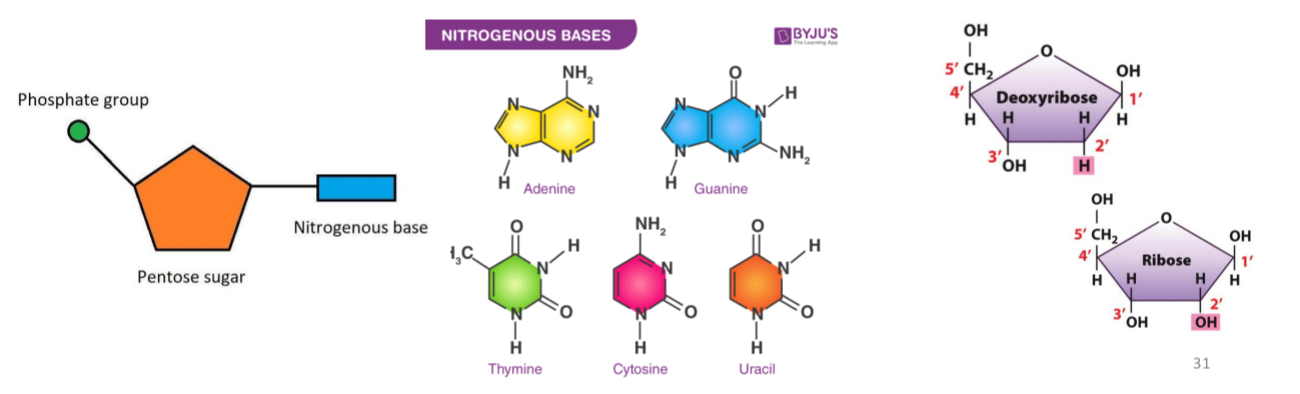 <p><span>polymers of nucleotides</span></p>
