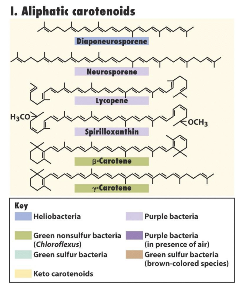 <p><strong>Bacteriochlorophylls and carotenoids. </strong></p><ul><li><p>These pigments allow them to absorb light energy for photosynthesis <u>without </u>producing oxygen + UV protection</p></li></ul><p></p>