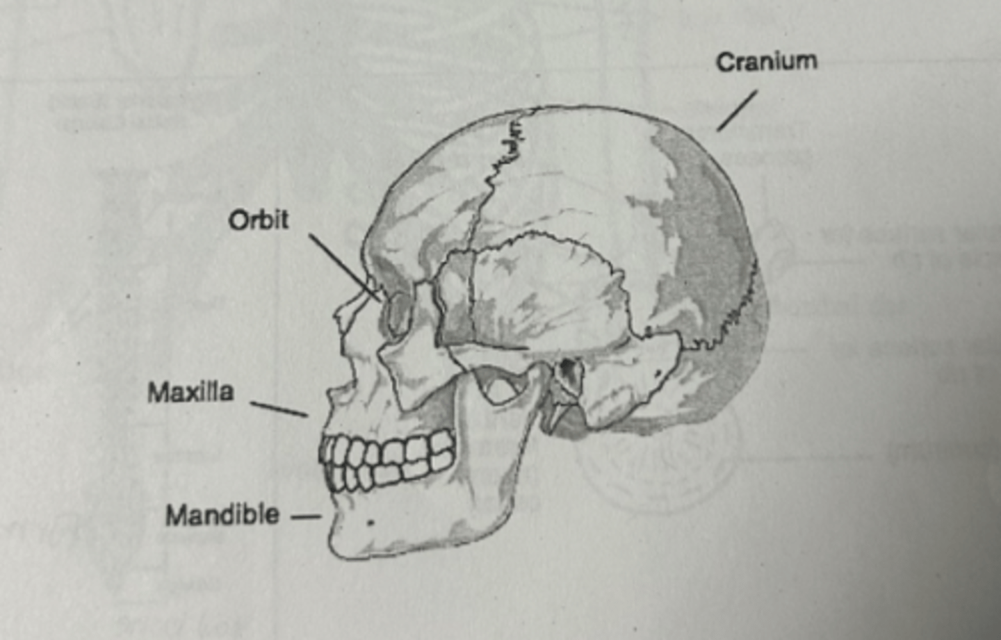 <p>what are the 3 middle ear bones called</p>