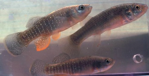 <p>Fundulus heteroclitus</p>