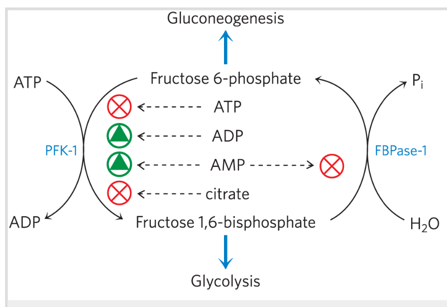 <p>ATP, Citrate</p>