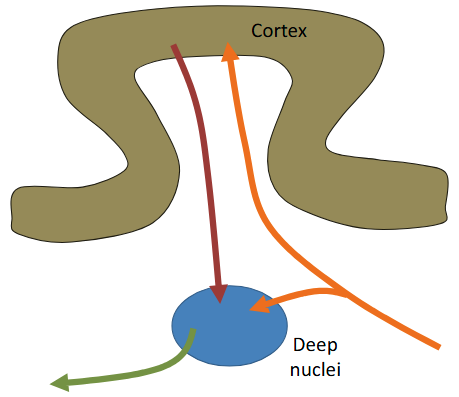 <p>The cerebellum comprises a cortex and deep nuclei. </p>