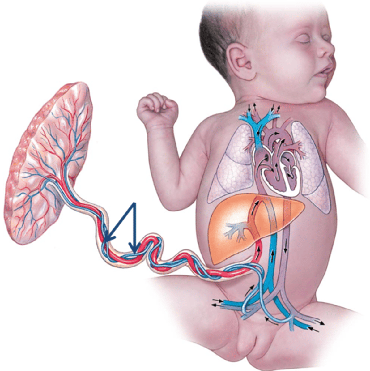 <p>Name these fetal vessels in blue.</p>