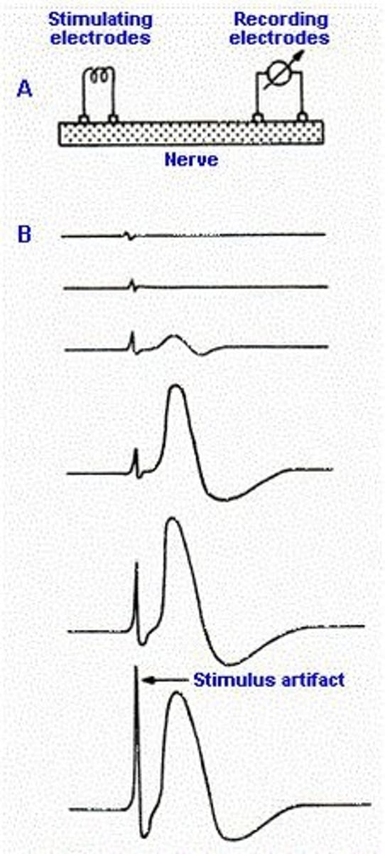 <p>cumulative action potentials of all the neurons in the nerve</p>