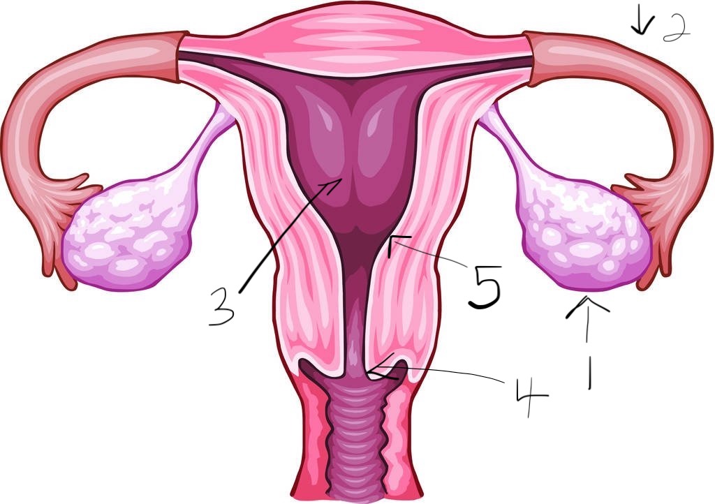 <p>5</p>