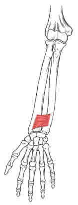 <p>Pronator Quadratus</p>