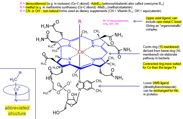 <ul><li><p>Cobalt in centre, always low spin. 3+ easily reduced to 2+ and even +</p></li><li><p>equatorial ‘corrin’ ligand forms 4 bonds with this cobalt</p></li><li><p>axial 5th ligand is DMB</p></li><li><p>axial 6th ligand varies: methyl group or Ado (deoxyadenosyl). can have unnatural ligands too like OH-</p></li></ul><p></p>