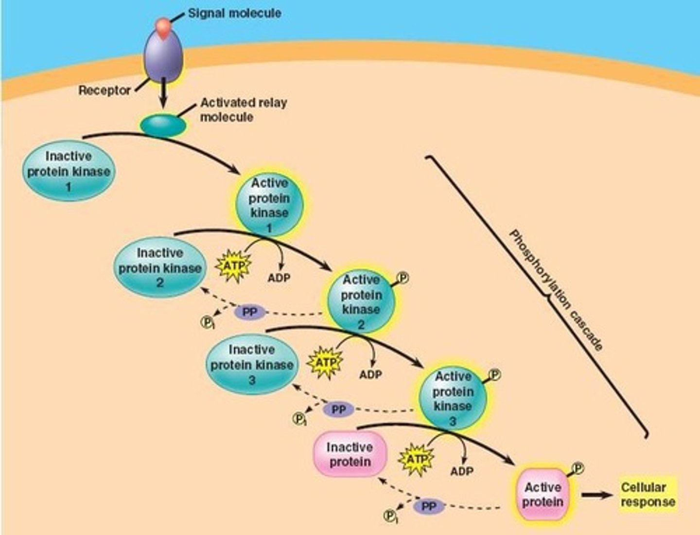 <p>Sequential activation of multiple kinases in a chain where one kinase phosphorylates the next, amplifying the signal.</p>