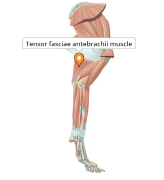 <p>Supports the action fo the triceps brachii and is the chief tensor of the antebrachial fascia</p>