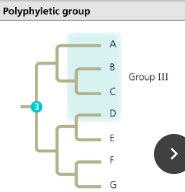 <p>Polyphyletic</p>