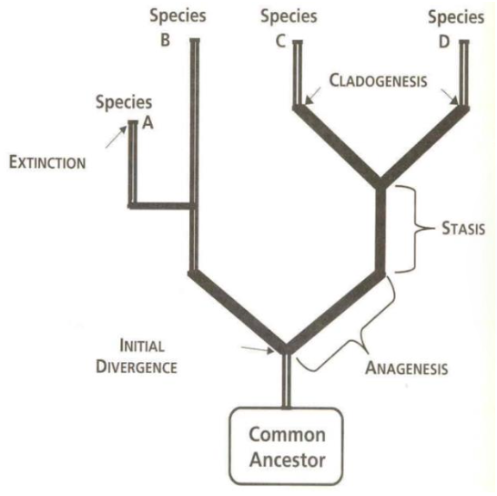 <ul><li><p>Microevolution (phyletic/anagenesis) and Macroevolution (speciation/cladogenesis) are the outcome of DIFF processes</p></li><li><p>Phyletic evolution can be gradual, it’s a process of relative ABSENCE of CHANGE, stasis (stasis does NOT follow any recognizable pattern)</p></li><li><p>many traits are NOT ADAPTATIONS, but exaptation (trait that evolved for a purpose or no particular purpose but was later co-opted for a new function)&nbsp;</p><ul><li><p>Its existence is NOT the result of natural selection </p></li><li><p>—&gt; due to genetic drift, allometry, etc</p></li></ul></li></ul><p></p>