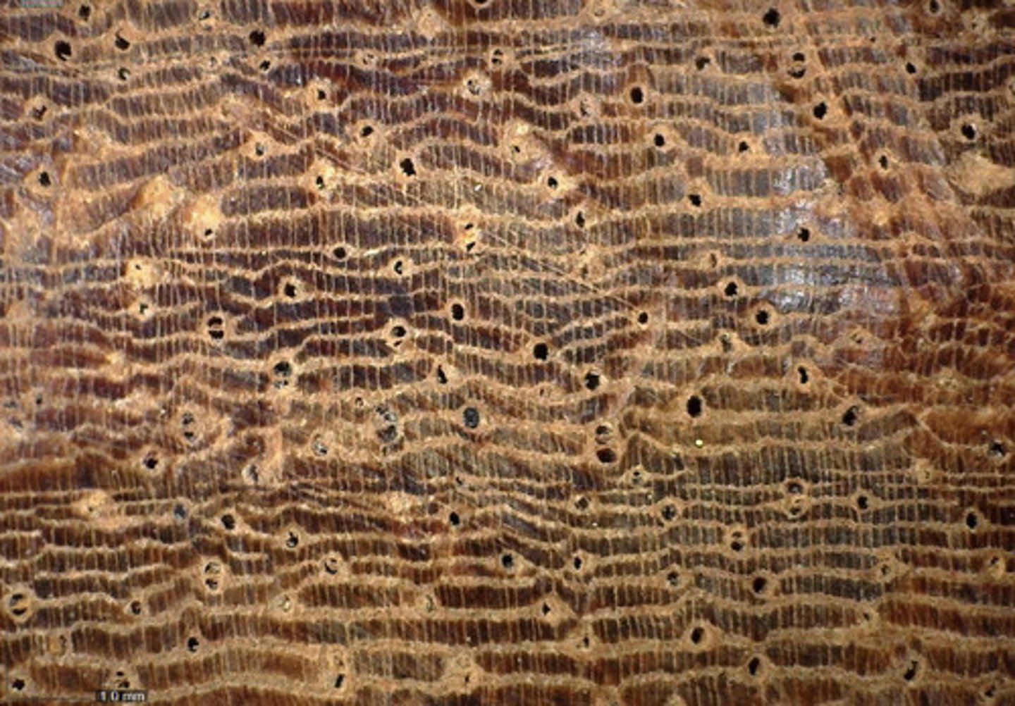 <p>Presence of tyloses and its concentric parenchyma</p>