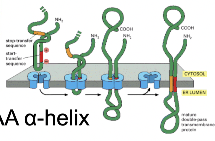 <p>Polypeptiden matas in tills det kommer en <strong>“stop-transfer-sequence”. </strong>Det finns en hydrofob och en hydrofil del av proteinet. </p>