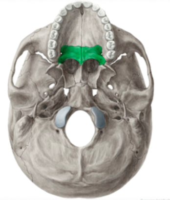 <p>Parts of the floor and outer wall of the nasal cavity<br>Hard palate</p>