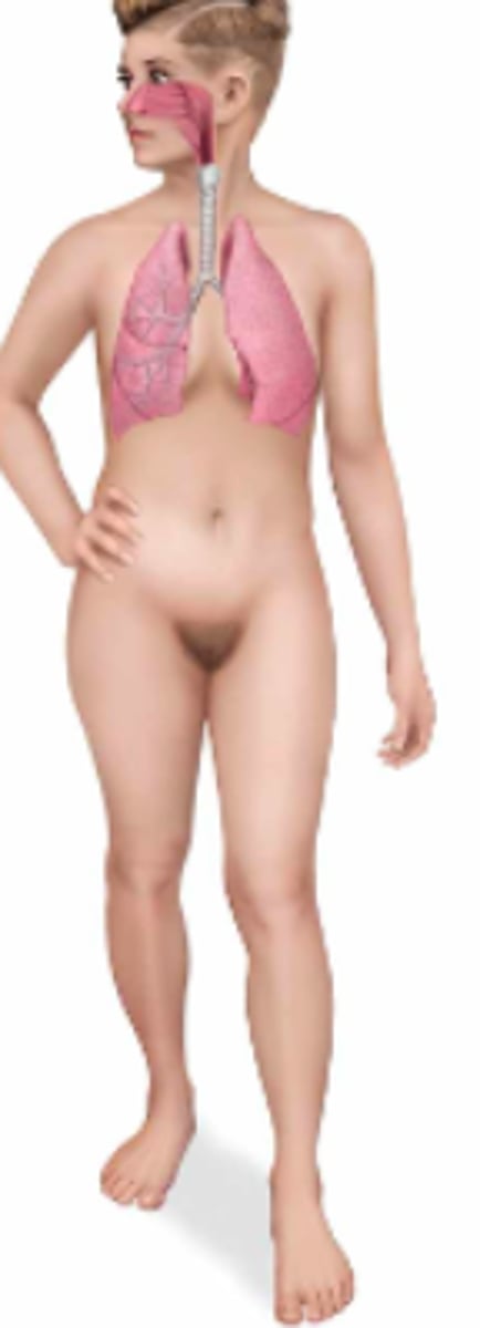 <p>Name the body system & its included organs</p>