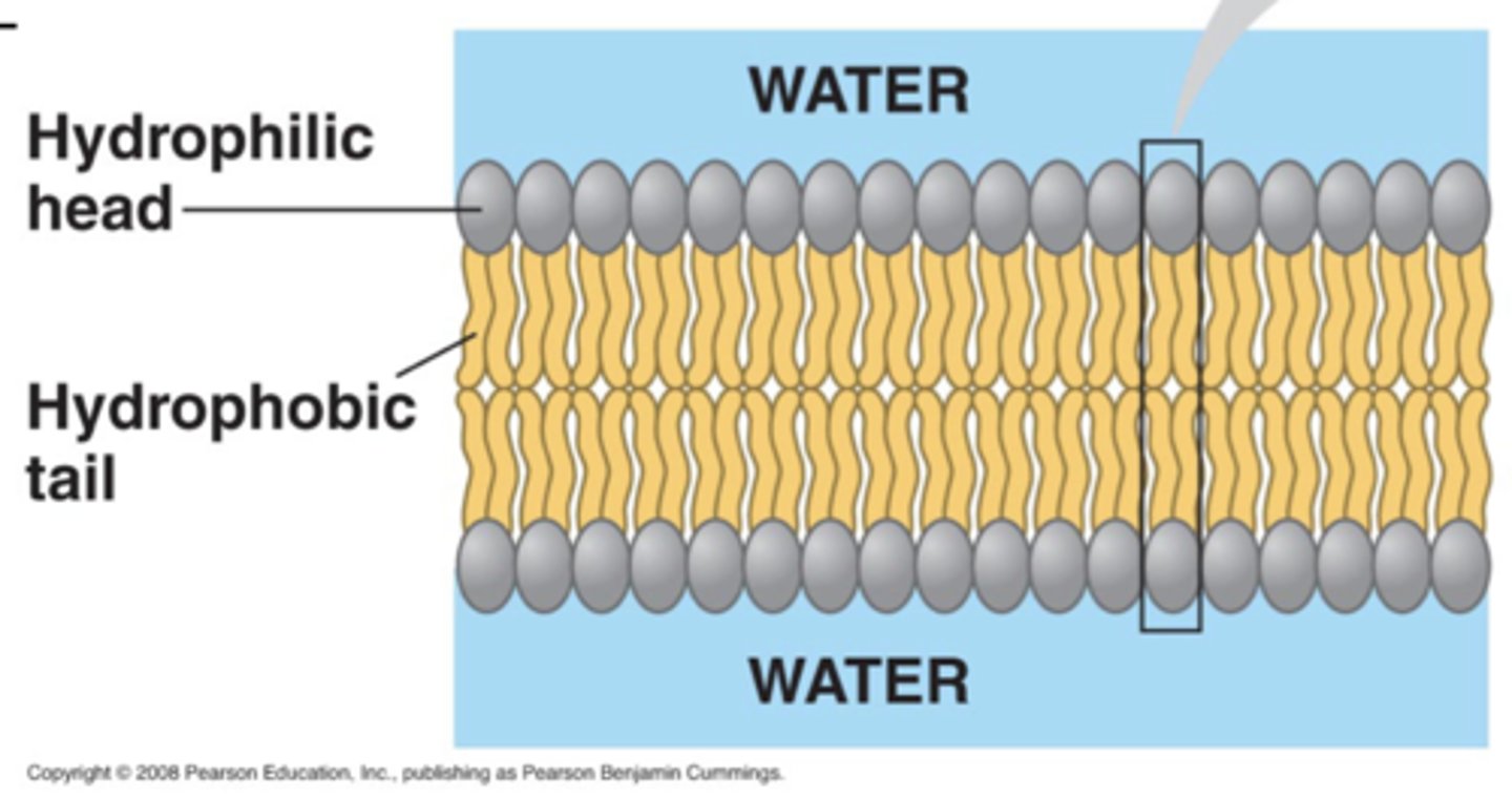 <p>Back to back phospholipids (aka the phospholipid bilayer), cholesterol (which contributes to fluidity) and proteins</p>
