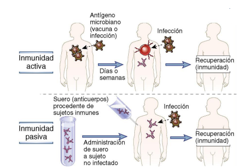 <p>SEGÚNE ESTA IMÁGEN, ¿LA INMUNIDAD ADAPTATIVA  PASIVA Y ACTIVA TIENEN ESPECIFICIDAD Y MEMORIA?</p>