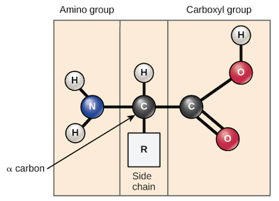 <p>What is the directionality of amino acids?</p>