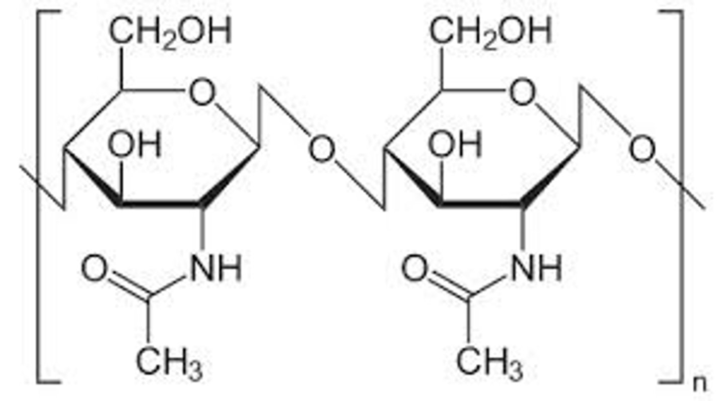 <p>chitin<br><br>(Note: N-containing polysaccharide)</p>