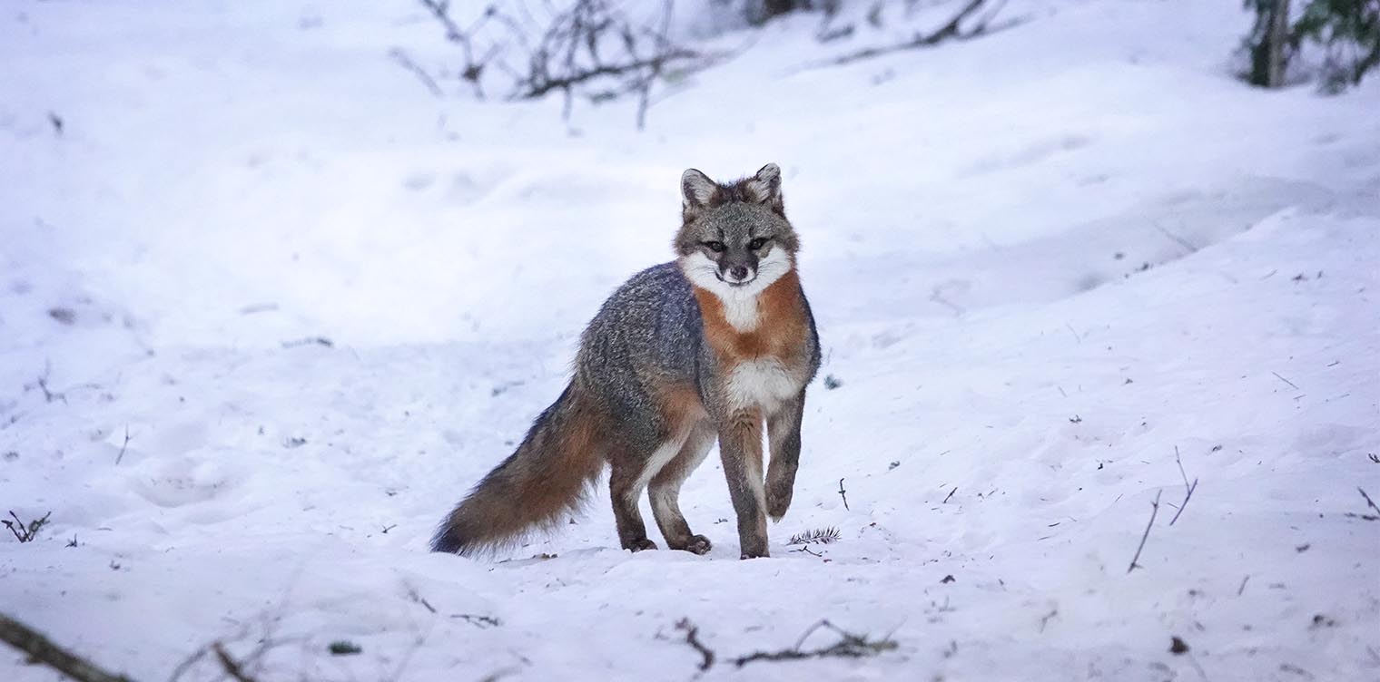 <p>Canidae - Urocyon cinereoargenteus</p>
