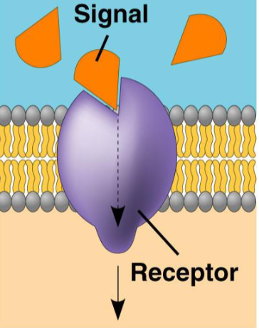 <p>what protein, what purpose?</p>