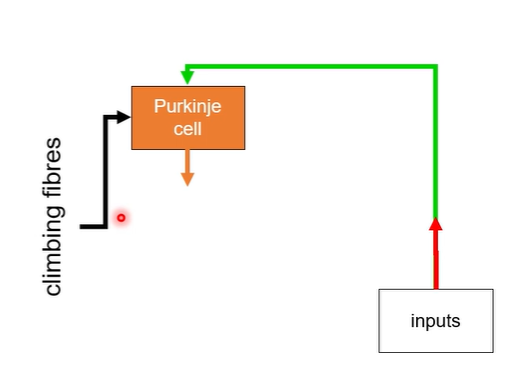 <p>this circuitry allows the cerebellum to:</p><ul><li><p>refine movement</p></li><li><p>detect errors</p></li><li><p>facilitate motor learning</p></li></ul><p>through precise modulation of output signals</p><p></p>