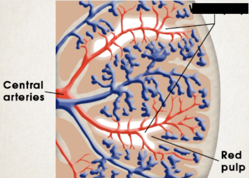 <ul><li><p><span>Lymphoid tissue formed by clumps of lymphocytes around central arteries (branches of splenic artery)</span></p></li><li><p><span>Allow for rapid immune response against antigens in blood transported to spleen</span></p></li></ul><p></p>