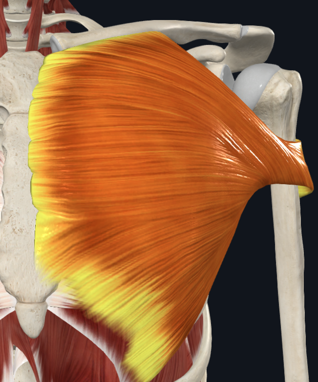 <p>What muscle is this (specific)</p>