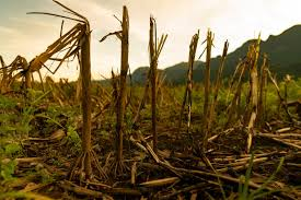 <p>crop failure </p>