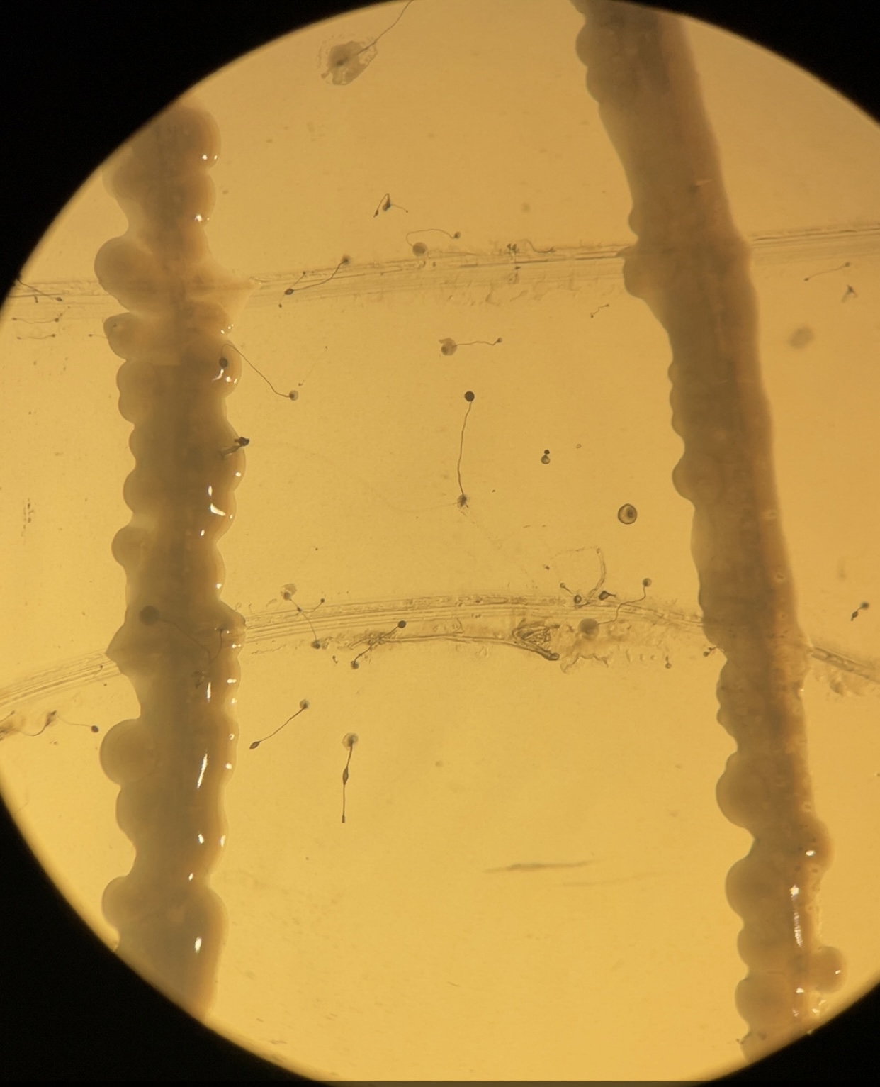 <p>Identify name, kingdom, domain, unicellular/multicellular</p>