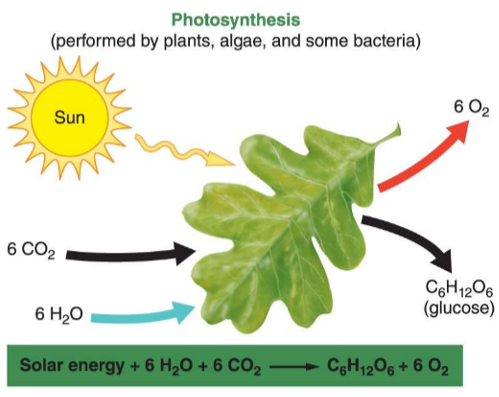 <p>Using solar energy to convert carbon dioxide and water into glucose (organic material)</p>