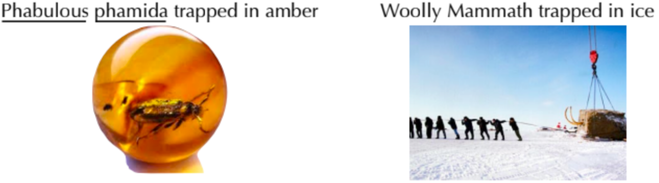 <ul><li><p>amber</p></li><li><p>ice</p></li></ul>
