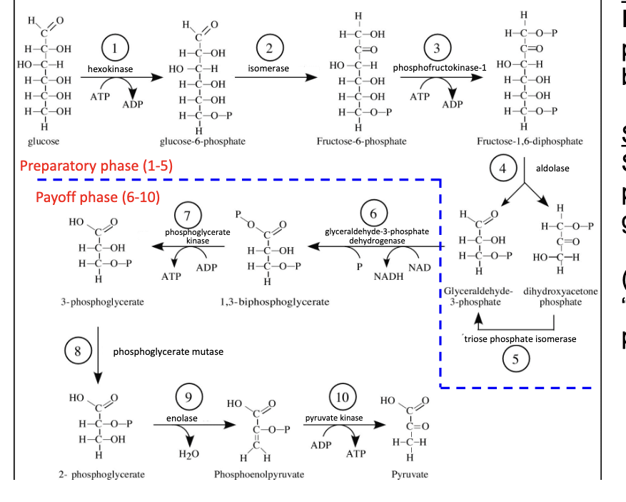 <ul><li><p>steps 1 and 3 = investment steps to prepare glucose to be split (use ATP)</p></li><li><p>steps 7 and 10 = substrate level of phosphorylation to generate ATP</p></li><li><p>prep phase = 1-5</p><ul><li><p>priming glucose molecules with phosphate groups to make it easier to split → uses 2 ATP</p></li></ul></li><li><p>payoff phase = 6-10</p><ul><li><p>extract energy</p></li></ul></li></ul><p></p>